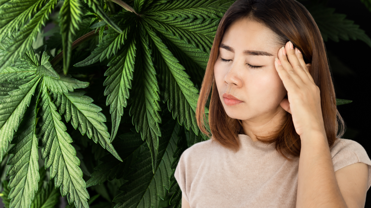 Dispensaries think weed safe to treat morning sickness its not