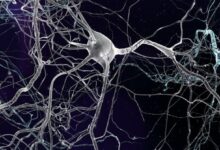 New brain cells continue to form even as you age