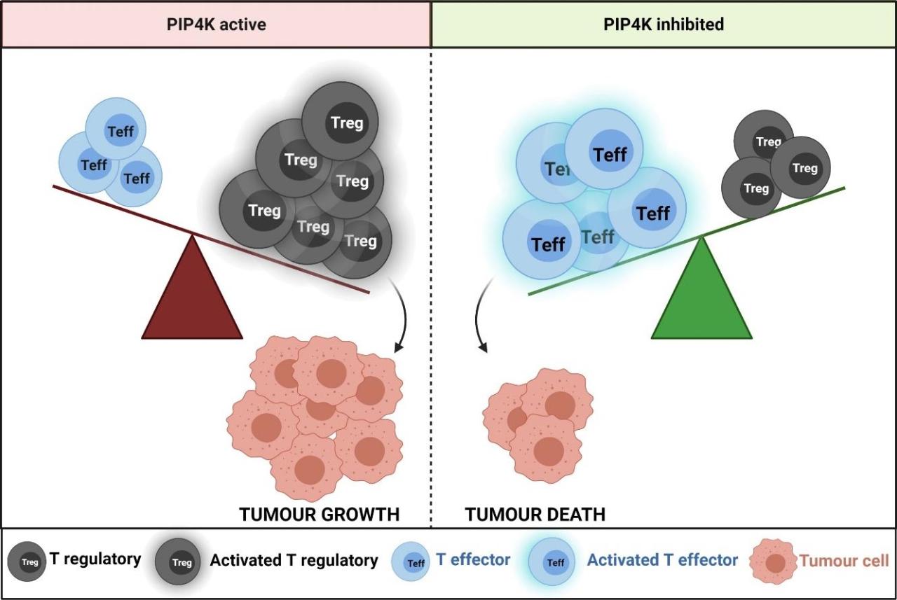 Infections Limiting tumors and infections