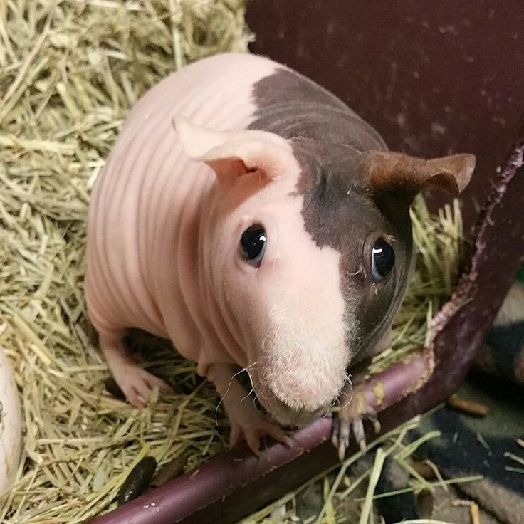 Will skinny pigs produce healthier bacon
