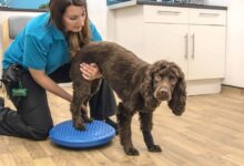 Alternative therapies for pets