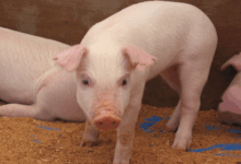 Will skinny pigs produce healthier bacon