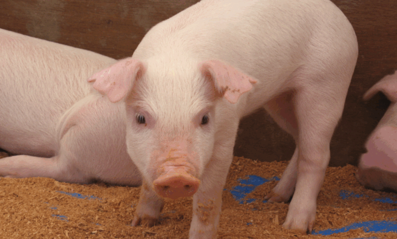 Will skinny pigs produce healthier bacon