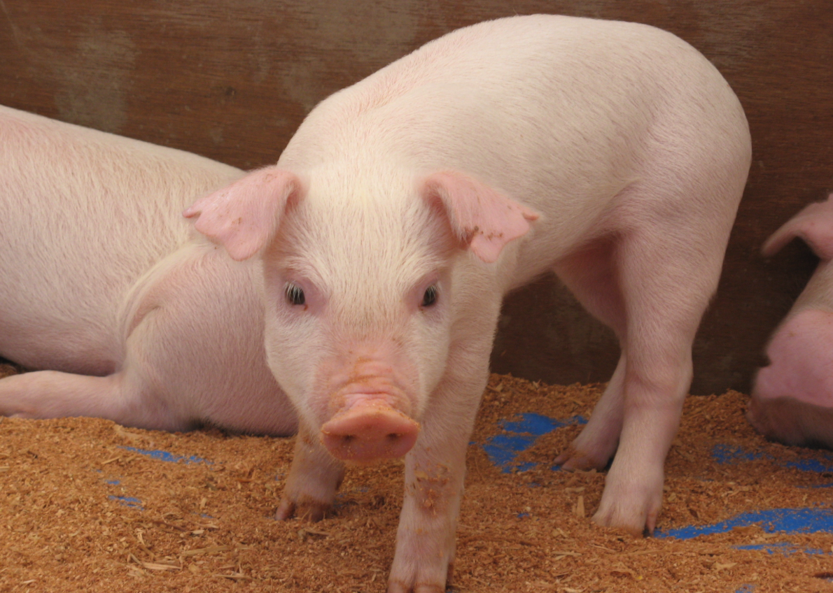 Husdyr pig veterinary anatomy totem symbolism spirit danske grise gamle loving Will skinny pigs produce healthier bacon