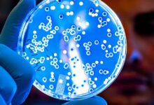Candida auris jamur outbreak berakibat manusia kong hong fatal mewabah