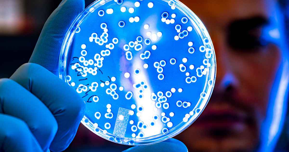 Candida auris jamur outbreak berakibat manusia kong hong fatal mewabah