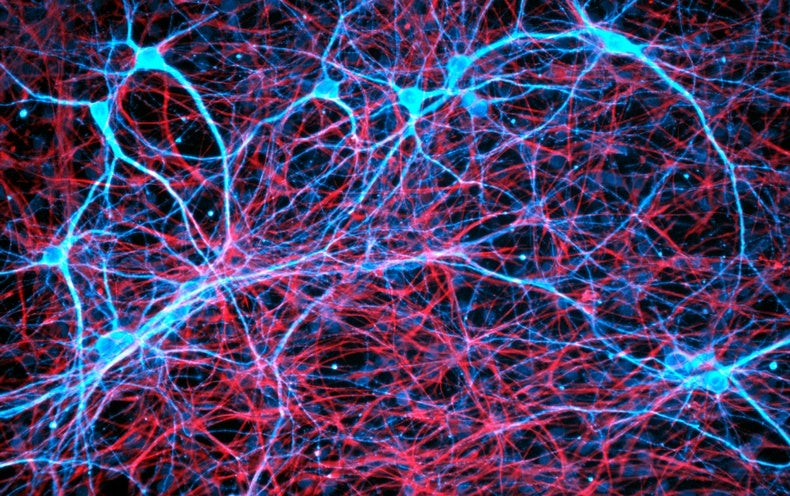 How does the brain make memories scientists are developing some clues