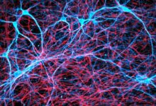 How does the brain make memories scientists are developing some clues