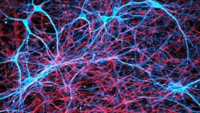 How does the brain make memories scientists are developing some clues