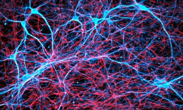 How does the brain make memories scientists are developing some clues