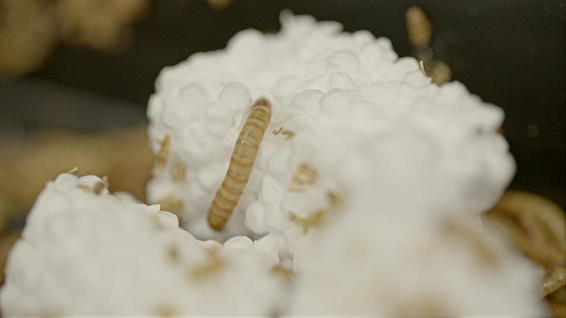Mealworm mealworms giallo verme farina iu cibo dite futuro molitor tenebrio promise futuroprossimo iupui Pass the mealworms researchers say these insects can be cooked as a healthy food