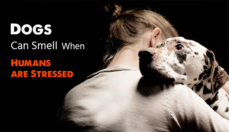 Dogs can smell when were stressed out