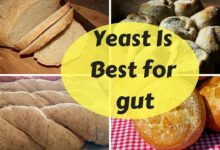 What yeast is good for the gut