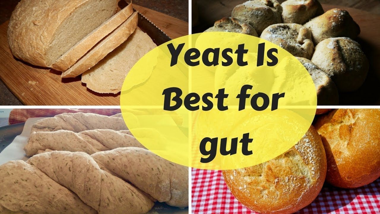 Which Yeast Is Best for Your Gut | Health and fitness tips, Yeast ... What yeast is good for the gut