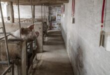 New swine flu discovered in pigs in china