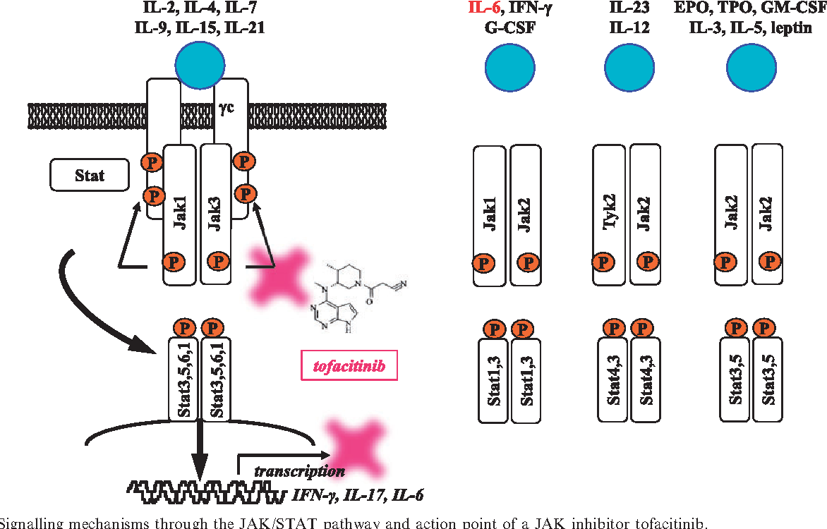 Future of jak inhibitors for treatment of ra