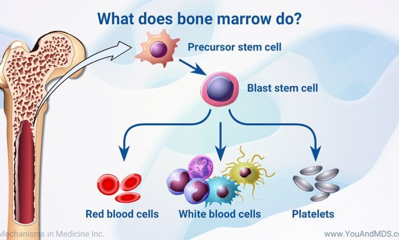 Why running can make your bone marrow younger