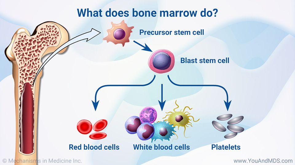 Why running can make your bone marrow younger