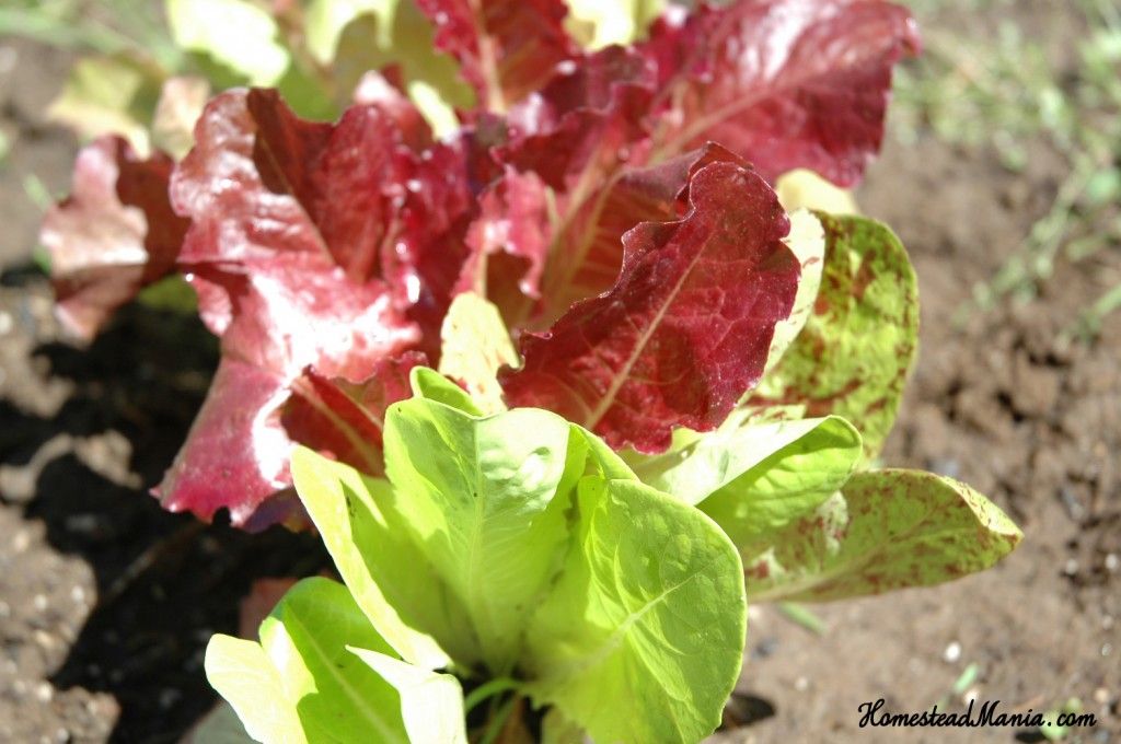 Leafy greens multiple sclerosis treatment