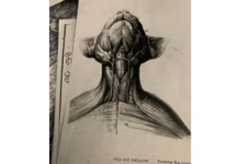 Superficial muscles of neck