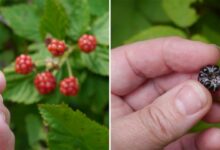 Black raspberry vs raspberry