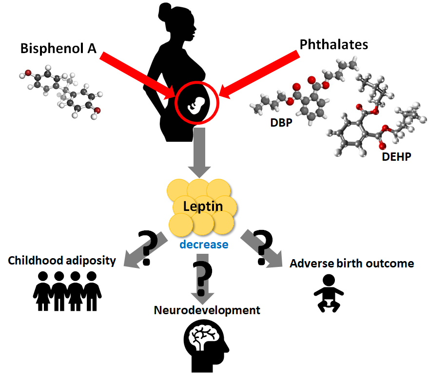 Infants associated exposure swedish prenatal croup phthalate was