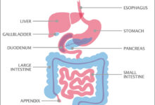 Upper gi and small bowel series