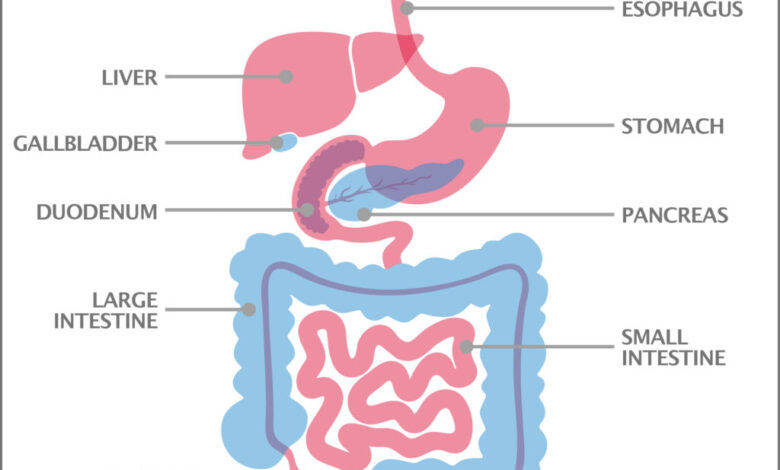 Upper gi and small bowel series