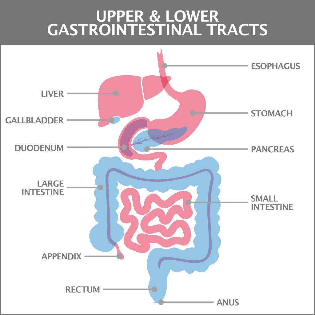 Upper gi and small bowel series