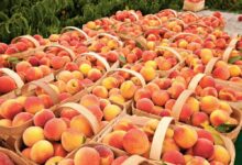 Are peaches good for you