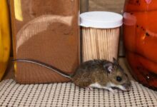 Mice with antibiotic resistant bacteria