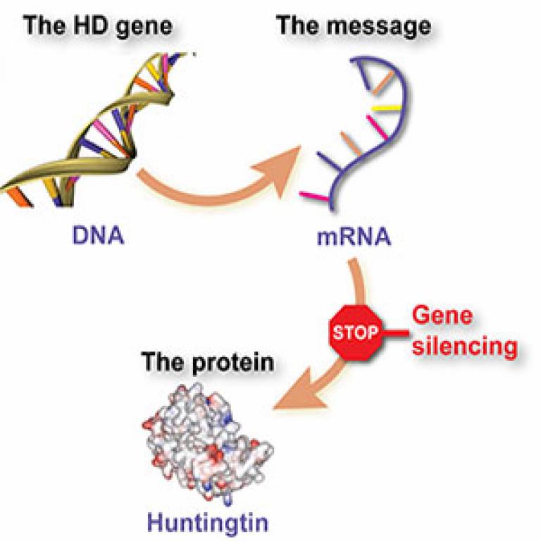 Disease huntington drug breakthrough trial injected New drug for huntingtons disease