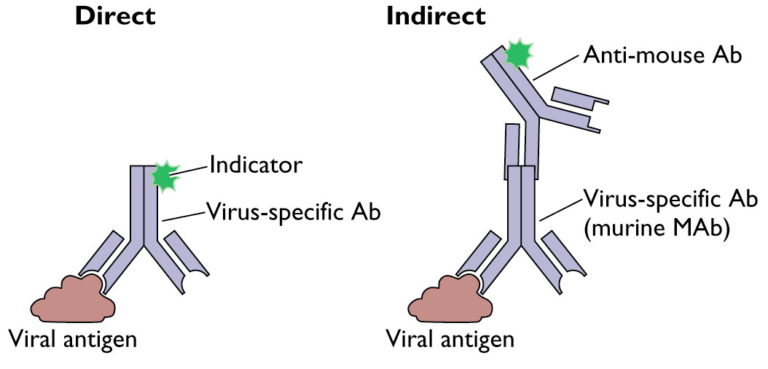 Sputum direct fluorescent antibody dfa