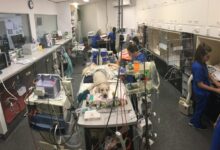 Assisted icu animal humanizing interventions incorporating medicine