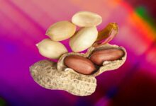 Patch for peanut allergies shows promise
