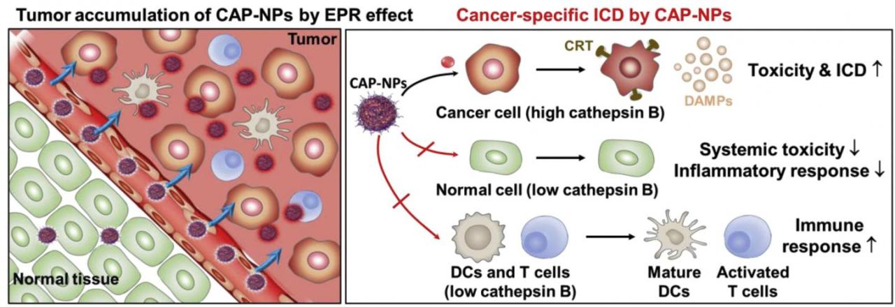 Topical immunotherapy reduces skin cancer risk