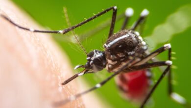 Mosquitoes remember who swats who smells good