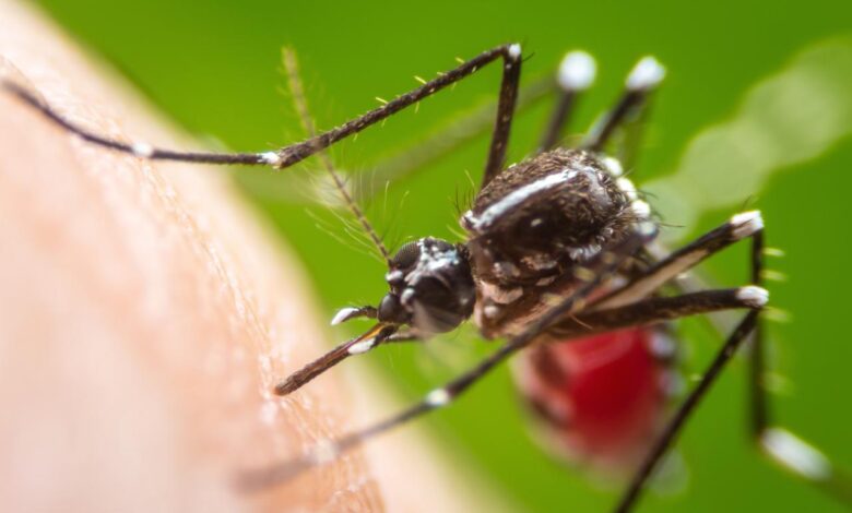 Mosquitoes remember who swats who smells good