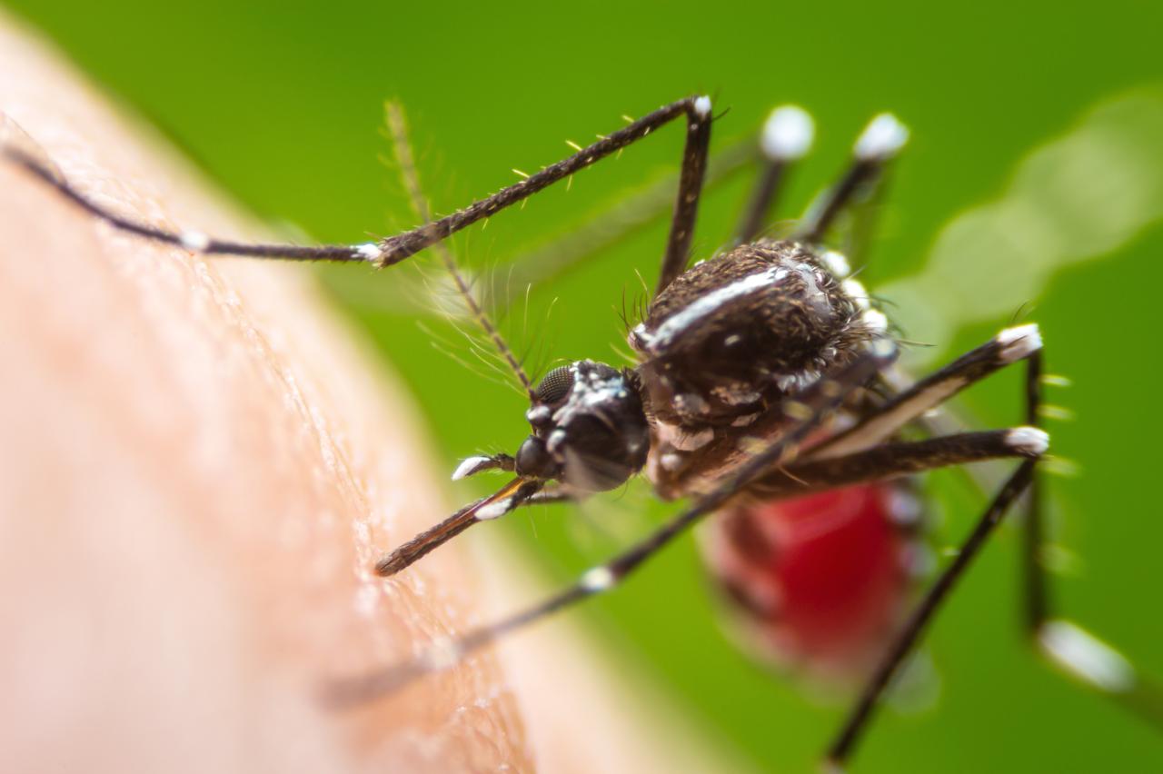 Mosquito mosquitoes swatting scent avoid them control helps learn earth virginia process our Mosquitoes remember who swats who smells good