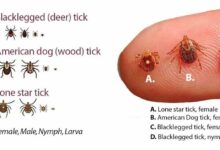 Everything you need to know about the new tick invading the us