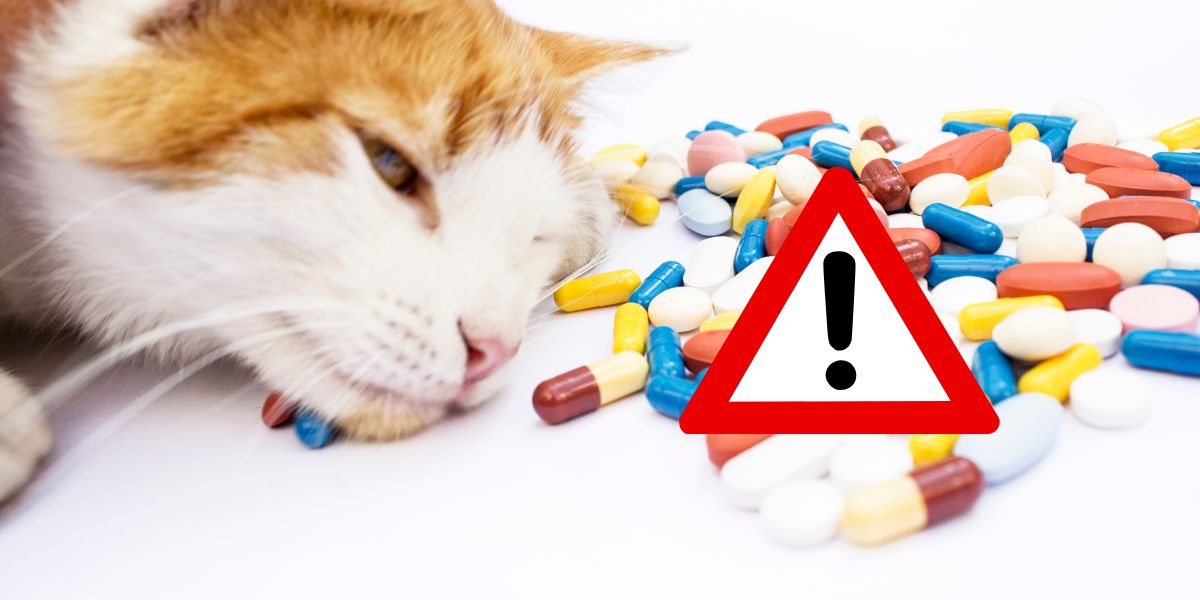 Pharmacies stores counterfeit breedingbusiness Pharmacies stores counterfeit breedingbusiness