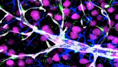 Researchers trying to pierce blood brain barrier for new alzheimers treatments
