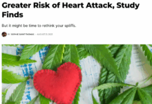 Heart marijuana disease caution word articles health general here