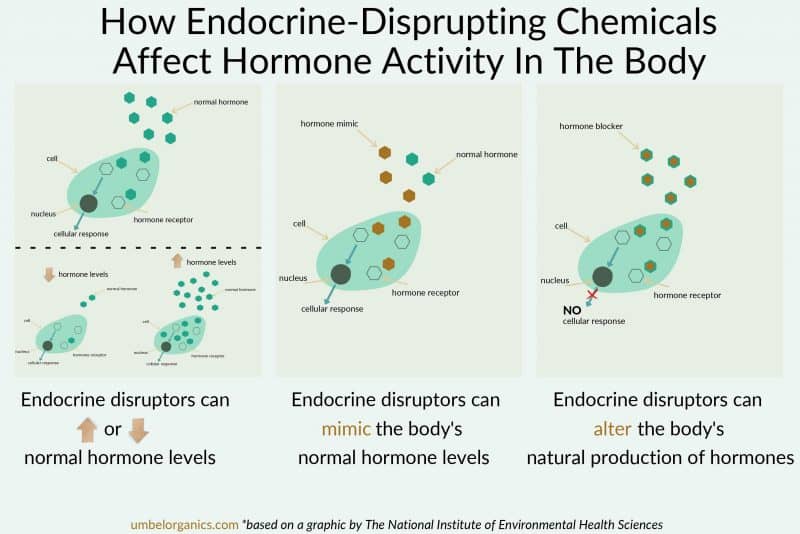 What do we know about endocrine disruptors during pregnancy