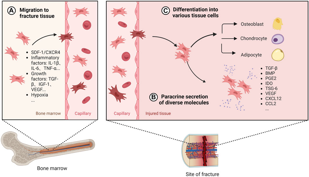 Using stem cells to heal broken bones