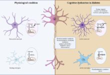 Brain stimulation possible diabetes treatment