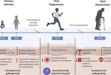 Living with a chronic viral infection could age your immune system