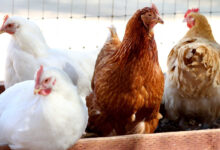 This strain of bird flu kills one third of patients
