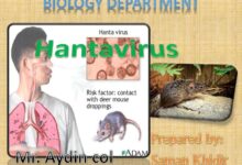 What is the hantavirus