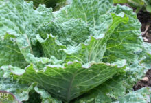 Leafy greens multiple sclerosis treatment